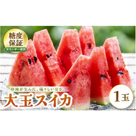ふるさと納税 スイカ 福井県 坂井市 先行予約 大玉スイカ (赤肉) 1玉 糖度11.5度以上 三里浜砂丘地産 糖度保証 2026年6月上旬以降順次発送予定 スイカ 西瓜 …