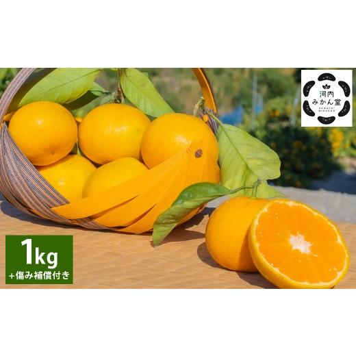 ふるさと納税 果物類 みかん 熊本県 熊本市 訳アリ 「 河内みかん堂 」 のみかん 約1kg + 傷み補償付き 約5玉 ( 家庭用 ) みかん ミカン 河内みかん 柑橘系…