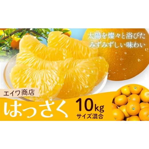 ふるさと納税 果物類 みかん 和歌山県 日高川町 はっさく サイズ混合 10kg エイワ商店[2月中旬-3月中旬頃出荷]和歌山県 日高川町 送料無料 八朔 柑橘類 フル…