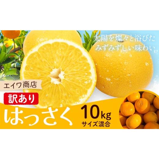 ふるさと納税 果物類 みかん 和歌山県 日高川町 訳あり はっさく サイズ混合 10kg エイワ商店[2月中旬-3月中旬頃出荷]和歌山県 日高川町 送料無料 しらぬい …