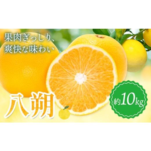 ふるさと納税 みかん・柑橘類 和歌山県 日高川町 八朔 約10kg 垣内農園 [2027年3月上旬-4月中旬頃出荷]和歌山県 日高川町 果物 フルーツはっさく ハッサク …