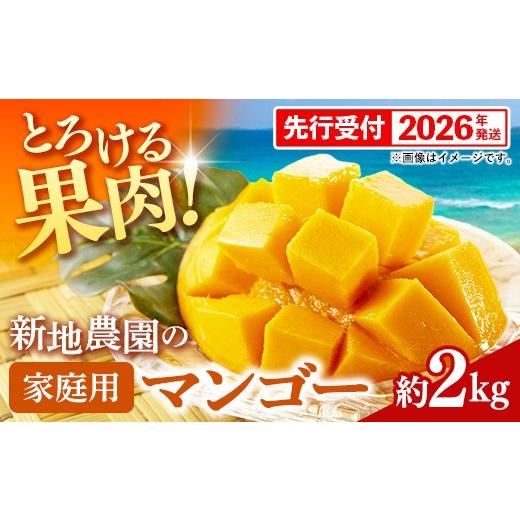 ふるさと納税 マンゴー 沖縄県 八重瀬町 先行受付 2026年発送 新地農園 アップルマンゴー 家庭用 約2kg - ご自宅用 先行予約 沖縄県産 産地直送 南国フルーツ…