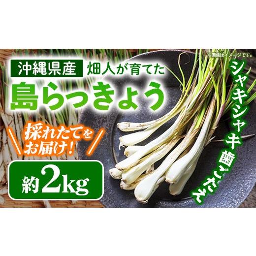 ふるさと納税 野菜類 沖縄県 八重瀬町 畑人の島らっきょう 約2kg - 生らっきょう ラッキョウ 国産 沖縄県産 塩漬け 浅漬け 甘酢漬け 漬物 天ぷら チャンプルー…