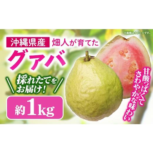 ふるさと納税 果物類 沖縄県 八重瀬町 先行受付 2026年発送 畑人のグァバ 約1kg - グアバ トロピカルフルーツ ビタミン ポリフェノール 食物繊維 南国フルー…