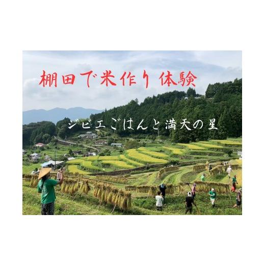 ふるさと納税 体験チケット 和歌山県 那智勝浦町 棚田で米作り体験 一般用 (参加チケット1回分)