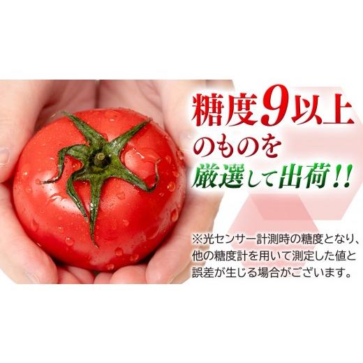 ふるさと納税 野菜類 トマト 茨城県 桜川市 《 2027年 収穫分 》3〜4月配送 スーパーフルーツトマト てるて姫 中箱 約1.2kg × 1箱 12〜15玉／1箱 糖度9度以上…_3