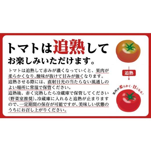 ふるさと納税 野菜類 トマト 茨城県 桜川市 《 2027年 収穫分 》3〜4月配送 スーパーフルーツトマト てるて姫 中箱 約1.2kg × 1箱 12〜15玉／1箱 糖度9度以上…_7