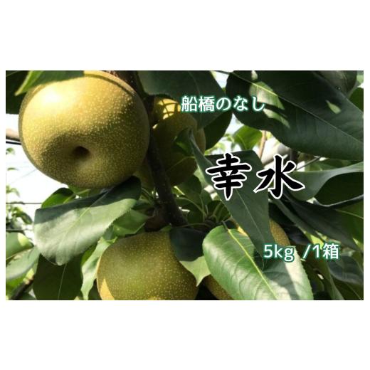 ふるさと納税 梨 千葉県 船橋市 船橋のなし 幸水 5kg(大金園)