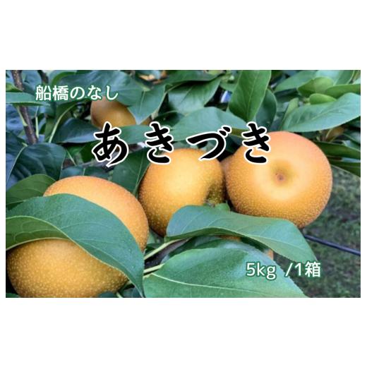 ふるさと納税 梨 千葉県 船橋市 船橋のなし あきづき 5kg(大金園)