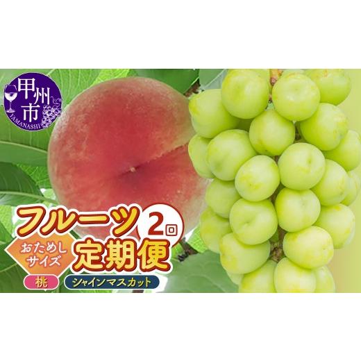 ふるさと納税 もも 山梨県 甲州市 定期便 2回フルーツ定期 桃約1.5kg(4〜6玉)シャインマスカット約500g(1房)おためし2種セット 2026年発送 (KKK)B15-83…