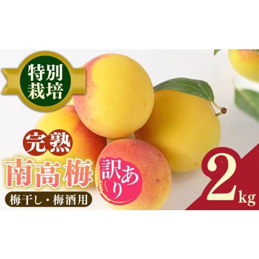 ふるさと納税 果物類 奈良県 五條市 堀内果実園 訳あり 特別栽培 大切に育てた南高梅(完熟・梅干し用)2kg | 果実 かじつ 梅 うめ 南高梅 なんこうばい 完熟 …