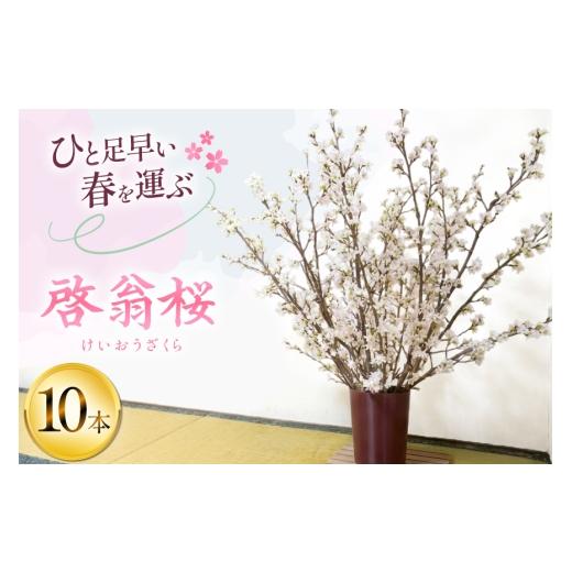ふるさと納税 花・苗木 花束 山形県 高畠町 期間限定発送 桜 啓翁桜 10本 長澤農園 山形県 高畠町 tk06bis330003 さくら SAKURA 春 早咲き