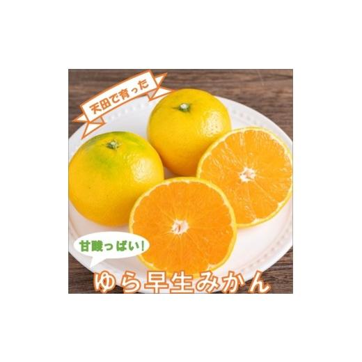 ふるさと納税 果物類 みかん 和歌山県 御坊市 ゆら早生みかん(紀州和歌山)ご家庭用10kg[先行予約]