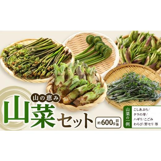 ふるさと納税 野菜類 山菜 長野県 筑北村 先行予約 2027年4月中旬頃〜順次発送予定 ちっくほっくふぁ〜む 山の恵み 山菜セット