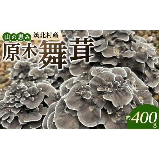 ふるさと納税 野菜類 きのこ 長野県 筑北村 先行予約 2026年9月中旬頃〜順次発送予定 ちっくほっくふぁ〜む 山の恵み 原木舞茸 400g
