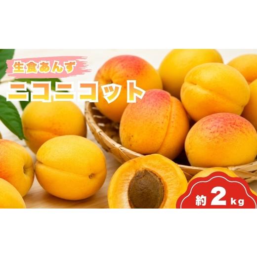 ふるさと納税 果物類 長野県 千曲市 生食ニコニコット 約2kg | あんず 信月 杏子 アンズ アプリコット 果物 くだもの フルーツ 2kg 2キロ 生食 ジャム シロッ…