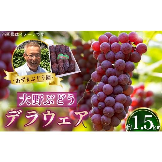 ふるさと納税 ぶどう 大阪府 大阪狭山市 デラウェア 1.5kg あずまぶどう園 / 産地直送 ぶどう デラウェア フルーツ 旬 大野ぶどう 芳醇な香り とろける甘さ …