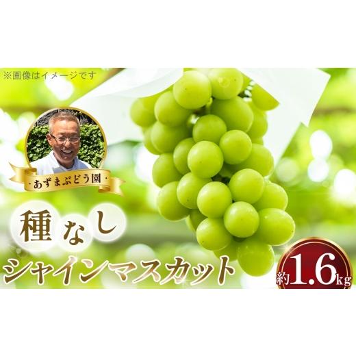 ふるさと納税 ぶどう マスカット 大阪府 大阪狭山市 シャインマスカット 種なし 1.6kg あずまぶどう園 / 産地直送 ぶどう マスカット フルーツ 旬 大野ぶどう…