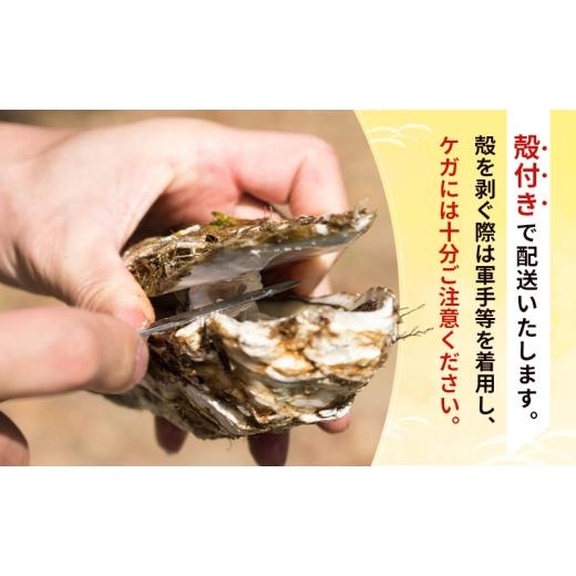 ふるさと納税 牡蠣 生牡蠣 秋田県 にかほ市  先行予約 7月上旬〜下旬発送予定 象潟産 天然岩牡蠣　13〜15個 ナイフ無 牡蠣 夏牡蠣 かき 象潟 生食可 魚介類 海…_4