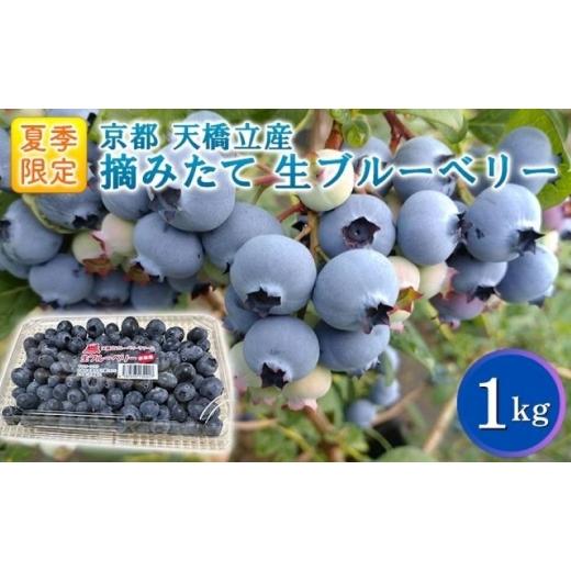ふるさと納税 果物類 京都府 宮津市 ふるさと納税 令和8年夏季予約販売 摘みたて 生ブルーベリー 1kg [お届け:2026年8月末まで ]フルーツ ブルーベリー …