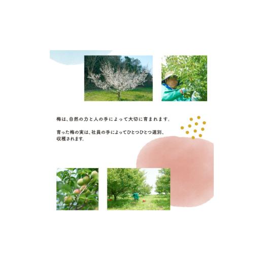 ふるさと納税 お酒 愛知県 南知多町 Kuni-Zakri FARM 知多露茜 梅原酒 720ml 21% × 6本 愛知県 南知多町 6本 : 90,000円_5