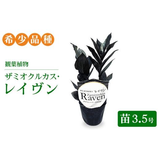 ふるさと納税 花・苗木 岐阜県 瑞穂市 観葉植物 ザミオクルカス・レイヴン 苗3.5号 希少品種 | 観葉植物 ザミオ インテリア おしゃれ インテリアグリーン 癒…