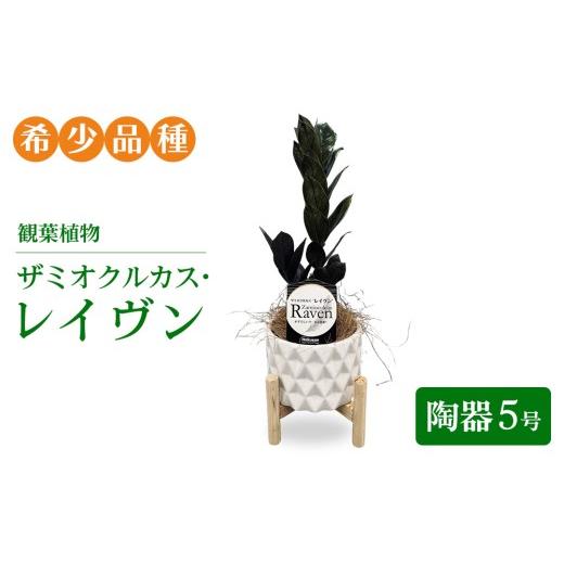 ふるさと納税 花・苗木 岐阜県 瑞穂市 観葉植物 ザミオクルカス・レイヴン 陶器5号 希少品種 | 観葉植物 ザミオ インテリア 鉢つき おしゃれ インテリアグリ…