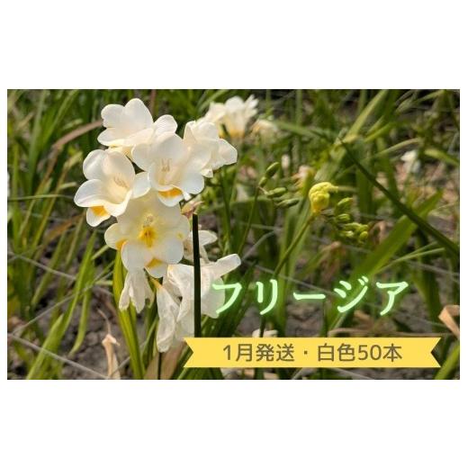 ふるさと納税 雑貨・日用品 花 茨城県 利根町 1月発送:優しい香り フリージア 白色 50本 1月発送:優しい香り フリージア 白色 50本