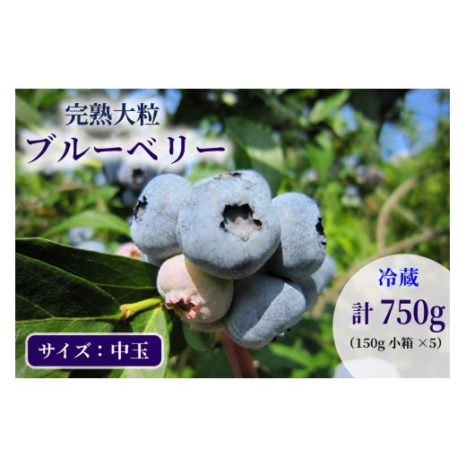 ふるさと納税 果物類 岩手県 盛岡市 先行予約 完熟 ブルーベリー 中玉750g(150g×5) 詰め合わせ 7月発送 大粒 果汁 甘 酸味 人気 果物類 ブルーベリー フル…