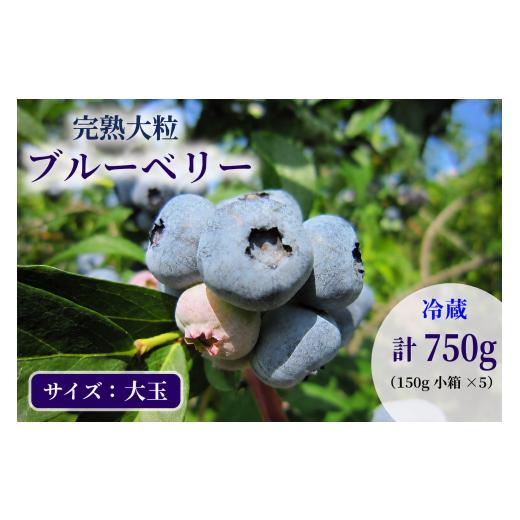 ふるさと納税 果物類 岩手県 盛岡市 先行予約 完熟 ブルーベリー 大玉750g(150g×5) 詰め合わせ 7月発送 大粒 果汁 甘 酸味 人気 果物類 ブルーベリー フル…