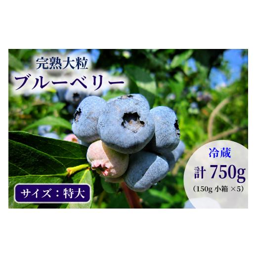 ふるさと納税 果物類 岩手県 盛岡市 先行予約 完熟 ブルーベリー 特大 750g(150g×5) 詰め合わせ 7月発送 大粒 果汁 甘 酸味 人気 果物類 ブルーベリー フル…