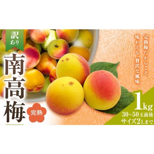 ふるさと納税 果物類 和歌山県 紀の川市 紀州南高梅 訳あり(完熟) 2Lサイズまで 1kg 和歌山県産 株式会社農業福祉研究機構[6月下旬-7月上旬頃出荷]和歌山県 …