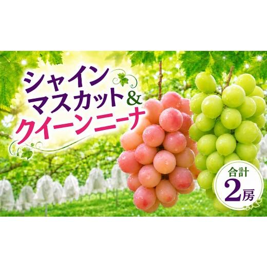 ふるさと納税 ぶどう マスカット 茨城県 常陸太田市 シャインマスカット クイーンニーナ ぶどう 種なし 各1房 先行予約 生産者直送 朝採れ 期間限定|シャイン…