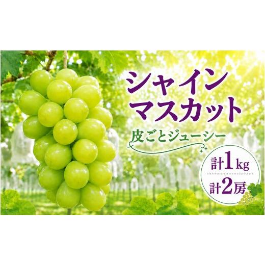 ふるさと納税 ぶどう マスカット 茨城県 常陸太田市 シャインマスカット ぶどう 種なし 約500g 2房 先行予約 生産者直送 朝採れ 期間限定|シャインマスカット…