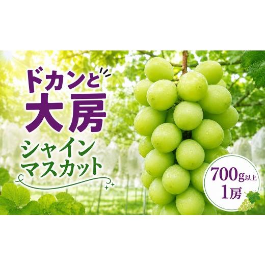 ふるさと納税 ぶどう マスカット 茨城県 常陸太田市 シャインマスカット ぶどう 種なし 1房 先行予約 生産者直送 朝採れ 期間限定|シャインマスカット ぶどう…
