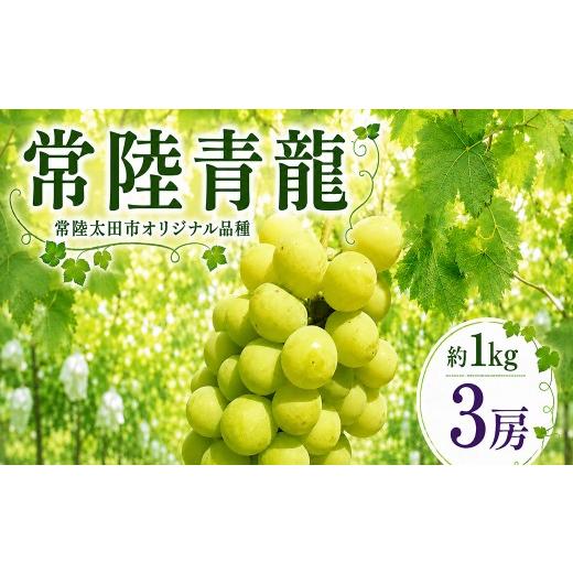 ふるさと納税 ぶどう 茨城県 常陸太田市 ぶどう 常陸青龍 種あり 約1kg 3房 先行予約 生産者直送 朝採れ 期間限定|ぶどう 常陸青龍 オリジナル品種 葡萄 グレ…
