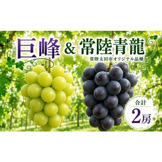 ふるさと納税 ぶどう 巨峰 茨城県 常陸太田市 ぶどう 巨峰 常陸青龍 食べ比べ 種あり 各1房 先行予約 生産者直送 朝採れ 期間限定|ぶどう 巨峰 オリジナル品…