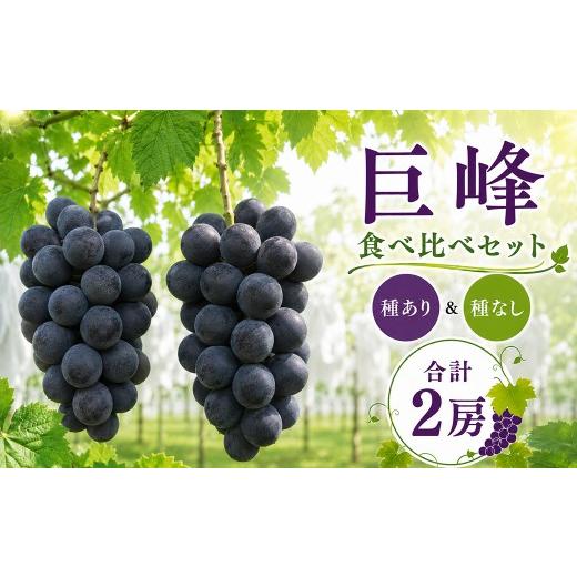 ふるさと納税 ぶどう 巨峰 茨城県 常陸太田市 ぶどう 巨峰 種なし 種あり 各1房 合計2房 先行予約 生産者直送 朝採れ 期間限定|ぶどう 巨峰 葡萄 グレープ 果…