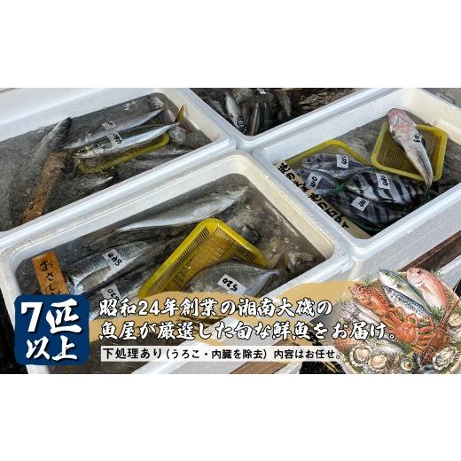 ふるさと納税 旬の鮮魚等 神奈川県 大磯町 下処理あり(うろこ・内臓を除去) 昭和24年創業の湘南大磯の魚屋が厳選した旬な鮮魚をお届け。7匹以上。内容はお…