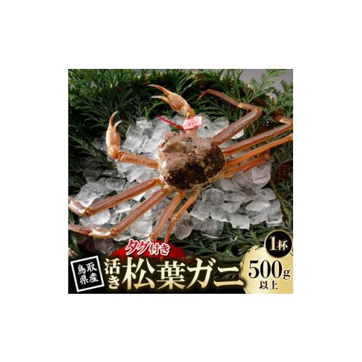 ふるさと納税 カニ 鳥取県 智頭町 先行予約 鳥取県産 タグ付き 活 松葉がに 500g×1杯(中村商店)2026年11月発送 1653916
