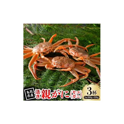 ふるさと納税 カニ 鳥取県 智頭町 先行予約 鳥取県産 活 親がに(セコガニ)100〜130g×3杯 2026年11月発送 1653994