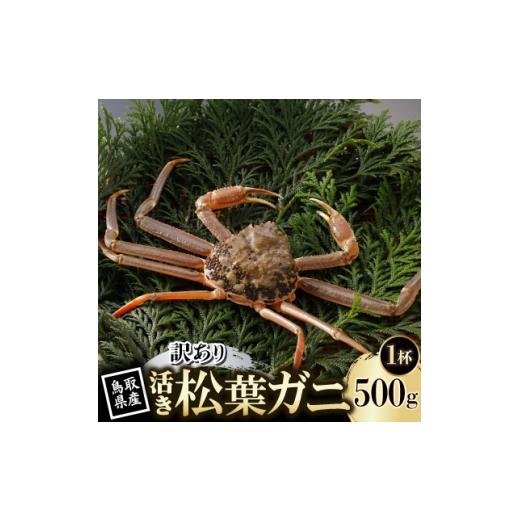 ふるさと納税 カニ ずわいガニ 鳥取県 智頭町 先行予約 鳥取県産 訳あり 活 松葉がに 500g×1杯(中村商店)2027年1月末より順次発送 1692919