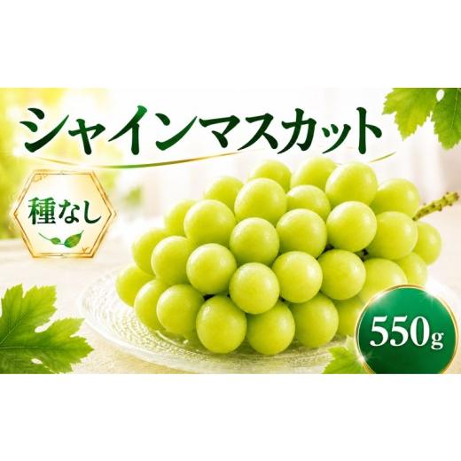 ふるさと納税 ぶどう マスカット 茨城県 鹿嶋市 シャインマスカット 種なし 1房 約550g ぶどう 葡萄 フルーツ 果実 旬 産地直送 ギフト 贈答 プレゼント 贈り…