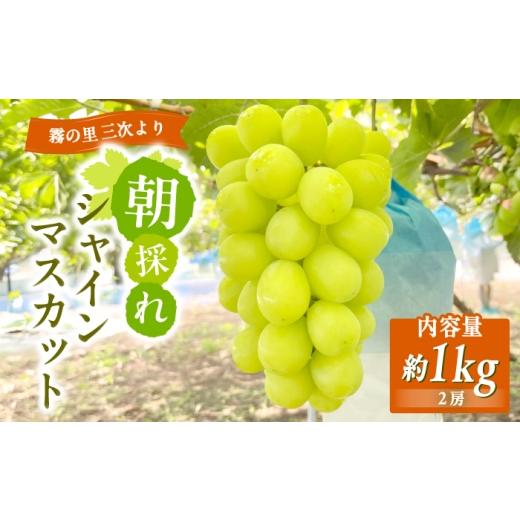 ふるさと納税 ぶどう マスカット 広島県 三次市 シャインマスカット 家庭用 約1kg(2房) 9月上旬ごろから順次発送 ぶどう ブドウ 葡萄 シャイン マスカット 三…