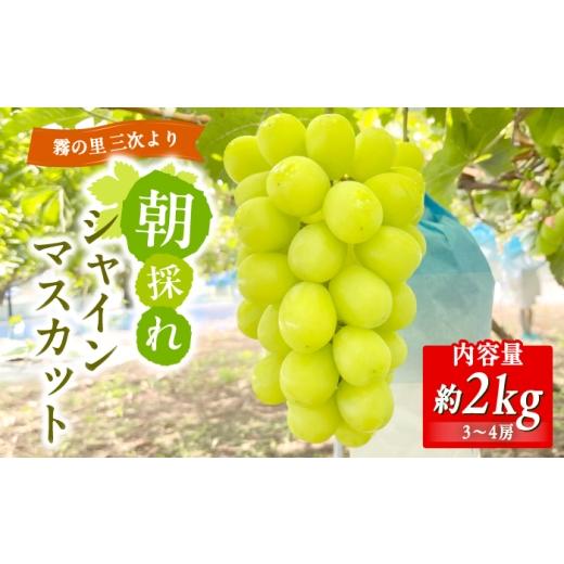 ふるさと納税 ぶどう マスカット 広島県 三次市 シャインマスカット 家庭用 約2kg (3〜4房) 9月上旬ごろから順次発送 朝どれ 新鮮 パリッ ぶどう 冷蔵便 チル…