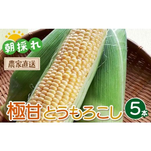 ふるさと納税 とうもろこし 栃木県 宇都宮市 朝採れ 一度食べたらやみつき 極甘とうもろこし 5本 | ゴールドラッシュ 夏野菜 旬 新鮮 産地直送 2026年7月〜発…
