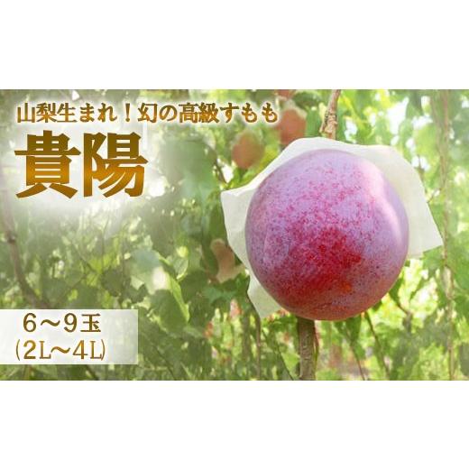 ふるさと納税 もも 山梨県 富士川町 2026年発送分 高級すもも(貴陽)6-9玉(2L-4Lサイズ) 貴陽 すもも スモモ 李 フルーツ 果物 プラム 産地直送 フルーツ…