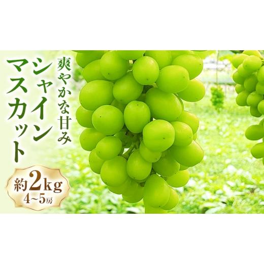 ふるさと納税 ぶどう マスカット 長野県 上田市 シャインマスカット約2kg(4〜5房) マスカット ぶどう 種なし 果物 上田市  