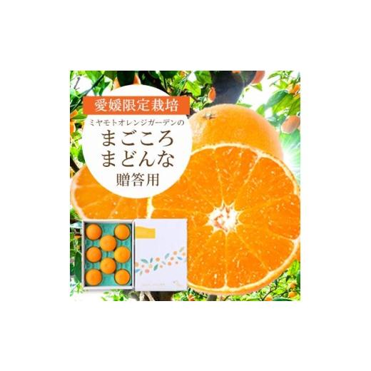 ふるさと納税 みかん・柑橘類 愛媛県 八幡浜市 先行受付 紅まどんなと同品種 愛媛果試28号 ギフトボックス入り6〜8個 D25-91 _みかん ミカン 蜜柑 まごころま…