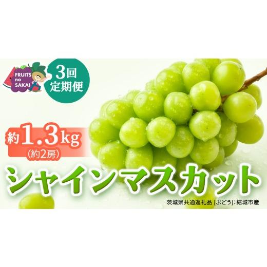 ふるさと納税 ぶどう マスカット 茨城県 つくばみらい市 定期便 3か月連続でお届け シャインマスカット 約1.3kg(約2房) 2026年8月から発送開始 (茨城県共…